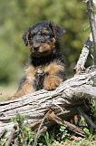 AIREDALE TERRIER 240